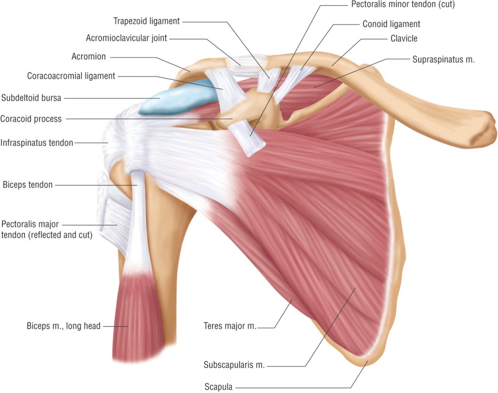 shoulder-muscle-anatomyy